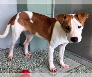 Labrador Retriever Dogs for adoption in Salisbury, NC, USA