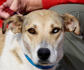 Whippet Dogs for adoption in Payson, AZ, USA