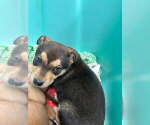 German Shepherd Dog-Unknown Mix Dogs for adoption in Stockton, CA, USA