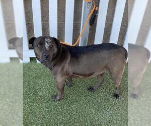 Mutt Dogs for adoption in Modesto, CA, USA