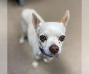 Chihuahua Dogs for adoption in Aurora, CO, USA