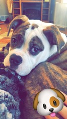 Bulldog Dogs for adoption in Princeton, MN, USA
