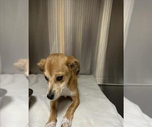 Mutt Dogs for adoption in Woodland, CA, USA