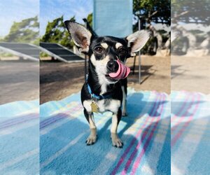Miniature Pinscher-Unknown Mix Dogs for adoption in Seal Beach, CA, USA