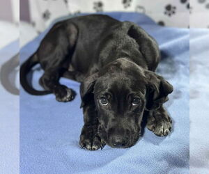 Labrador Retriever-Unknown Mix Dogs for adoption in SHERBURNE, NY, USA