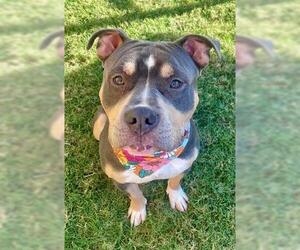 American Bulldog Dogs for adoption in Tulsa, OK, USA