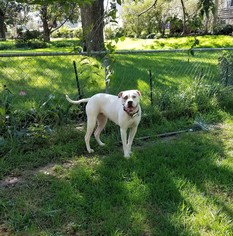 American Bulldog Dogs for adoption in Belleuve, NE, USA