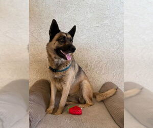 German Shepherd Dog Dogs for adoption in San Bernardino, CA, USA