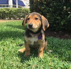 Small Basset Hound Mix