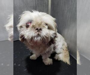 Shih Tzu-Unknown Mix Dogs for adoption in San Antonio, TX, USA
