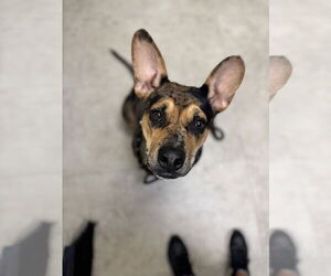 Catahoula Leopard Dog Dogs for adoption in Rowlett, TX, USA