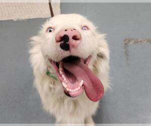 Australian Shepherd Dogs for adoption in Denver, CO, USA