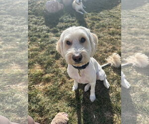 Mutt Dogs for adoption in Sandy, UT, USA
