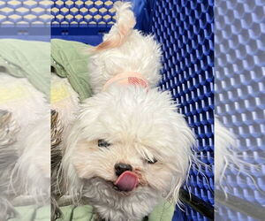 Maltese Dogs for adoption in Foristell, MO, USA