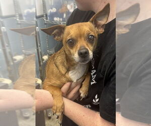 Chihuahua Dogs for adoption in Evansville, IN, USA
