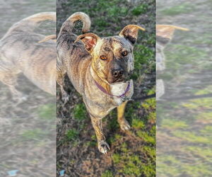American Pit Bull Terrier-Unknown Mix Dogs for adoption in Boston, MA, USA