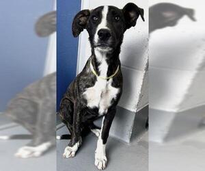 American Pit Bull Terrier-Unknown Mix Dogs for adoption in Visalia, CA, USA