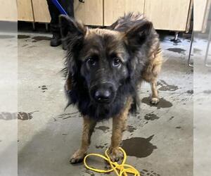 German Shepherd Dog Dogs for adoption in Camarillo, CA, USA