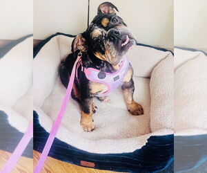 Bulldog-Unknown Mix Dogs for adoption in Princeton, MN, USA