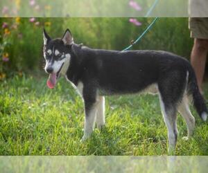 Siberian Husky Dogs for adoption in Flora, IL, USA