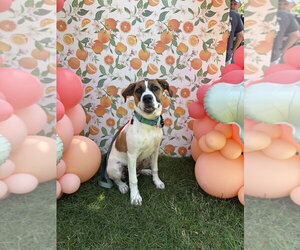 Mutt Dogs for adoption in Mundelein, IL, USA
