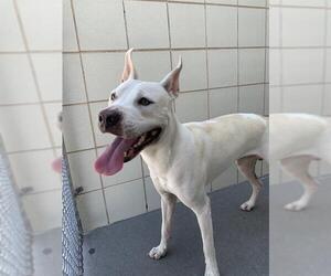 American Pit Bull Terrier Dogs for adoption in Corpus Christi, TX, USA