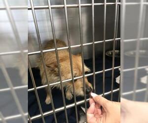 Cairn Terrier-Unknown Mix Dogs for adoption in Dallas, TX, USA