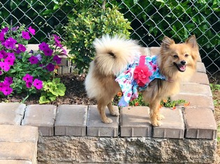 Pomeranian Dogs for adoption in Alpharetta, GA, USA