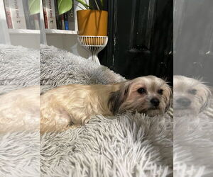 Maltese-Unknown Mix Dogs for adoption in Forney, TX, USA