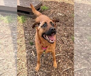 German Shepherd Dog Dogs for adoption in Waterford, VA, USA