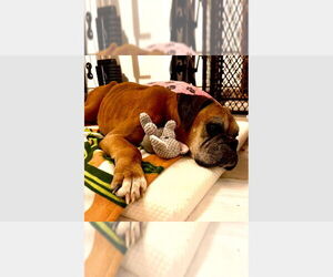 Boxer Dogs for adoption in Austin, TX, USA