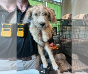 Poodle (Standard)-Unknown Mix Dogs for adoption in SHERBURNE, NY, USA