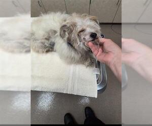 Poodle (Miniature)-Unknown Mix Dogs for adoption in Upland, CA, USA