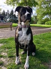 Boxer-Unknown Mix Dogs for adoption in Chinook, WA, USA