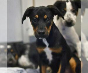 Mutt Dogs for adoption in San Antonio, TX, USA