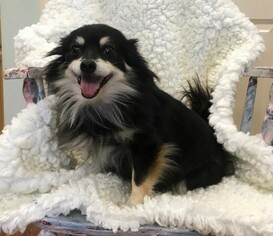 Pomeranian Dogs for adoption in Meridian, MS, USA