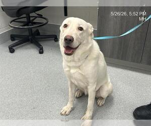 Labrador Retriever-Unknown Mix Dogs for adoption in Ocala, FL, USA