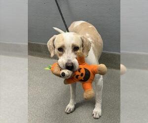 American Pit Bull Terrier-Unknown Mix Dogs for adoption in Las Vegas, NV, USA