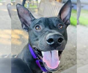 Mutt Dogs for adoption in Santa Barbara, CA, USA