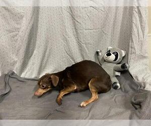 Chihuahua Dogs for adoption in Modesto, CA, USA