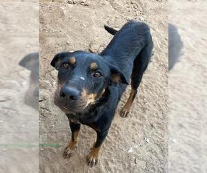 German Shepherd Dog-Unknown Mix Dogs for adoption in HESPERIA, CA, USA