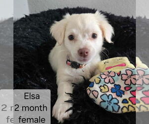 Chihuahua-Unknown Mix Dogs for adoption in Virginia Beach, VA, USA