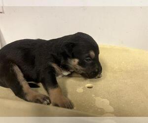 American Pit Bull Terrier-German Shepherd Dog Mix Dogs for adoption in Corona, CA, USA