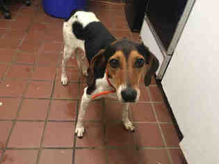 Small Treeing Walker Coonhound Mix