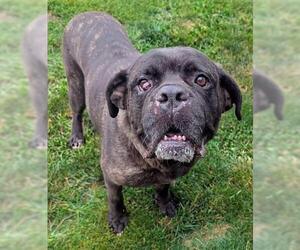 Mastiff-Unknown Mix Dogs for adoption in Akron, OH, USA