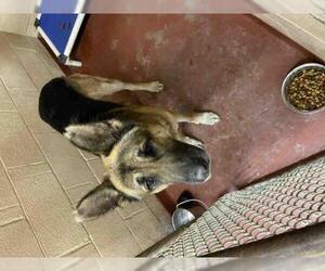 German Shepherd Dog Dogs for adoption in Atlanta, GA, USA