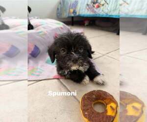 Border Terrier-Unknown Mix Dogs for adoption in Cave Creek, AZ, USA