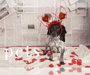 Doxle Dogs for adoption in Foristell, MO, USA