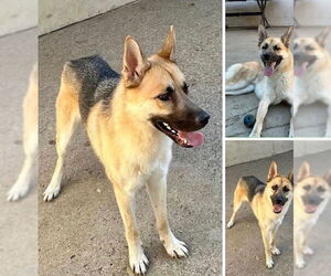 Mutt Dogs for adoption in Marina Del Rey, CA, USA