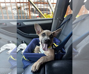 Chihuahua-Unknown Mix Dogs for adoption in San Bernardino, CA, USA